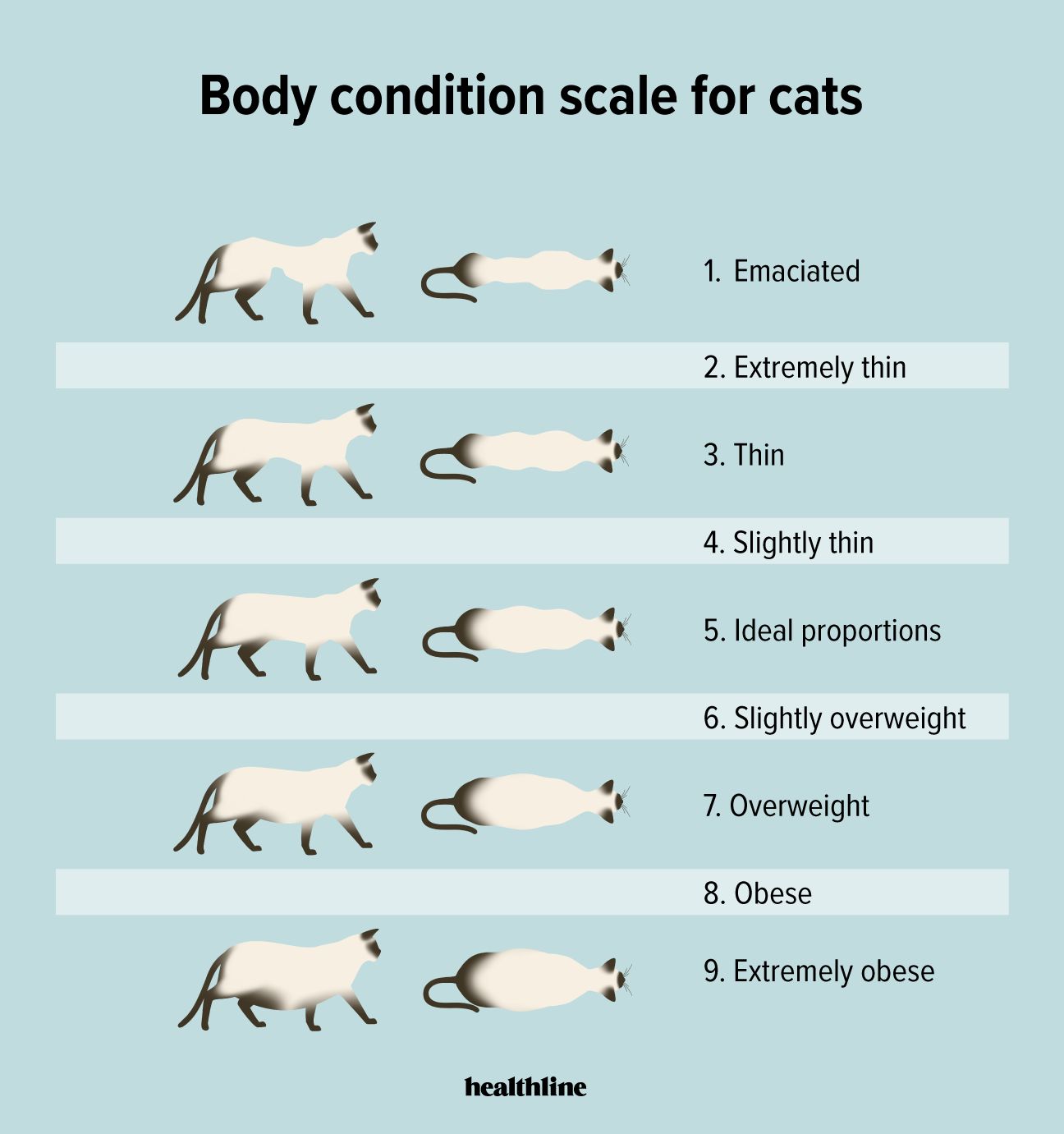 Body condition scale showing cats at different weights.
